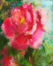 another peony1abcf whole 1.jpg